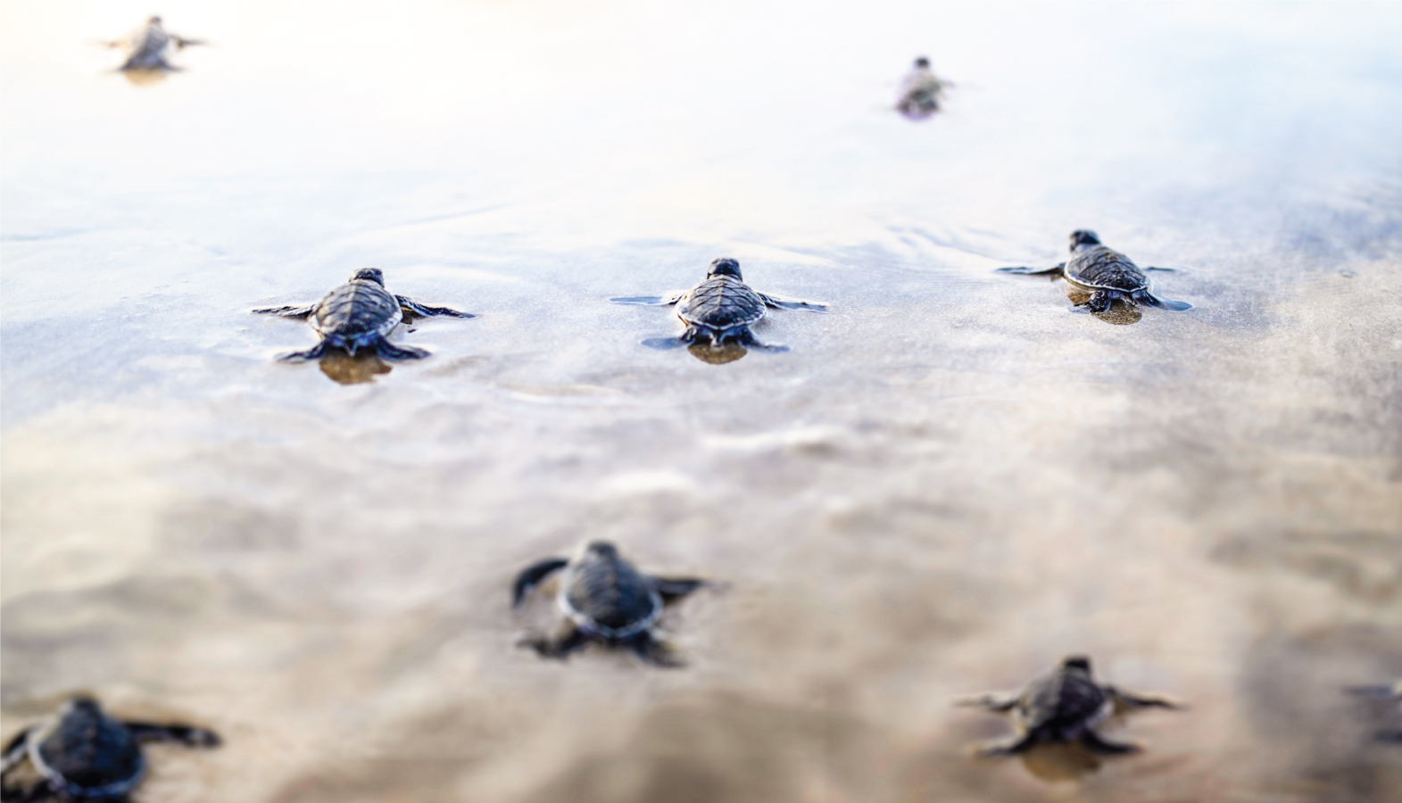 Six Senses Con Dao – A Home for Green Sea Turtles