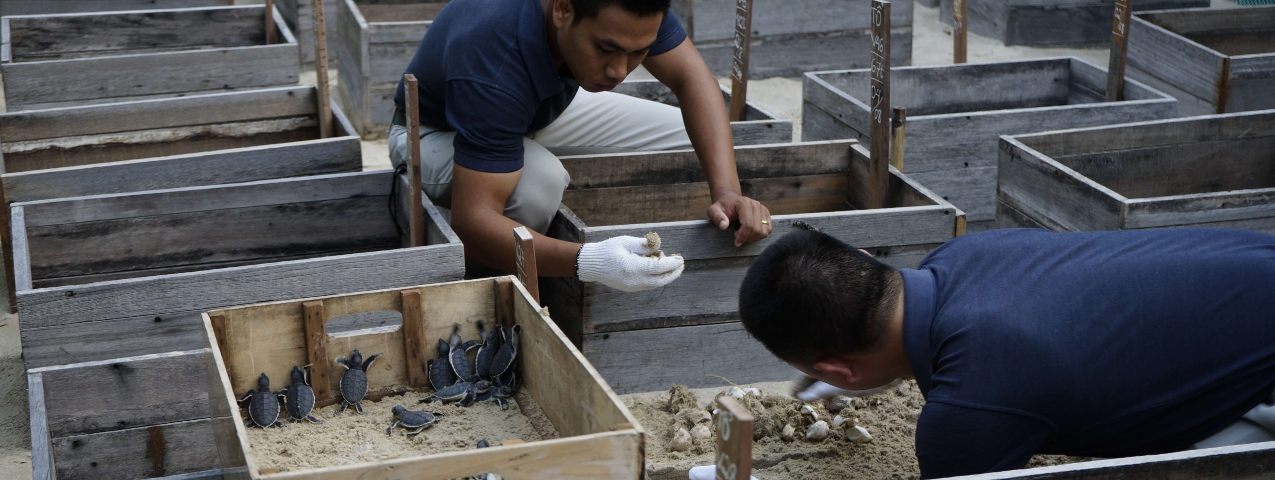 Nỗ Lực Bảo Tồn Rùa Biển của Côn Đảo được Cộng Đồng Quốc Tế Công Nhận