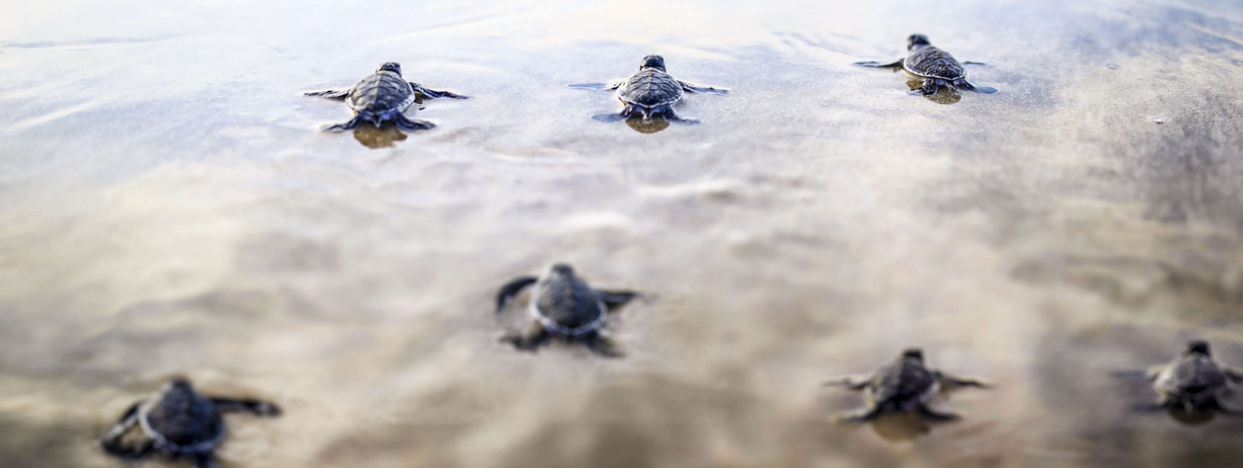 Six Senses Côn Đảo: Tiên Phong Trong Việc Bảo Tồn Loài Rùa Xanh Quý Hiếm